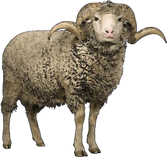 Sheep Png Transparent Background Sheep With Horns Png Sheep Transparent Background