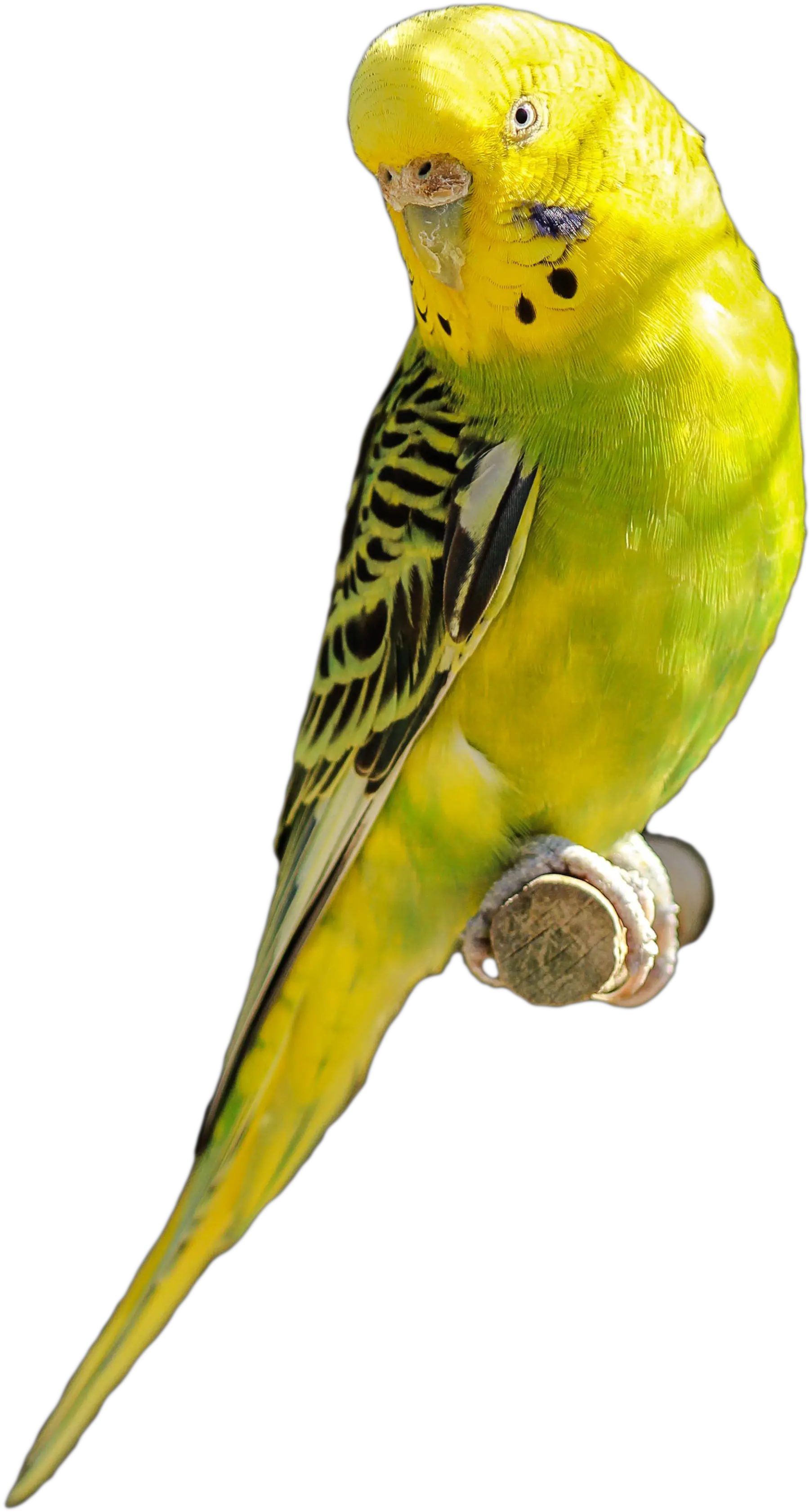 Parakeet Yellow Green Bird Parrot Pet Parakeet Transparent Png Parrot Transparent