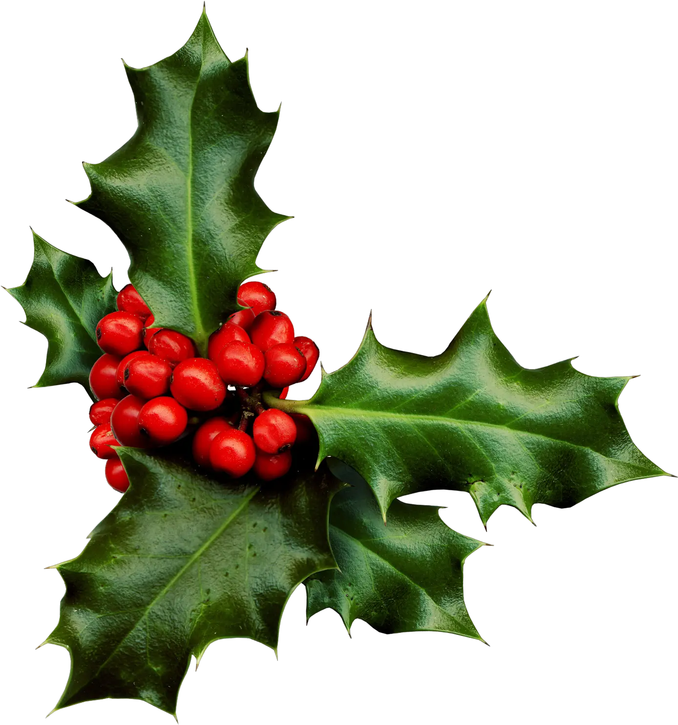 Download Holly Png Banner Black And Sprig Of Holly Holly Png