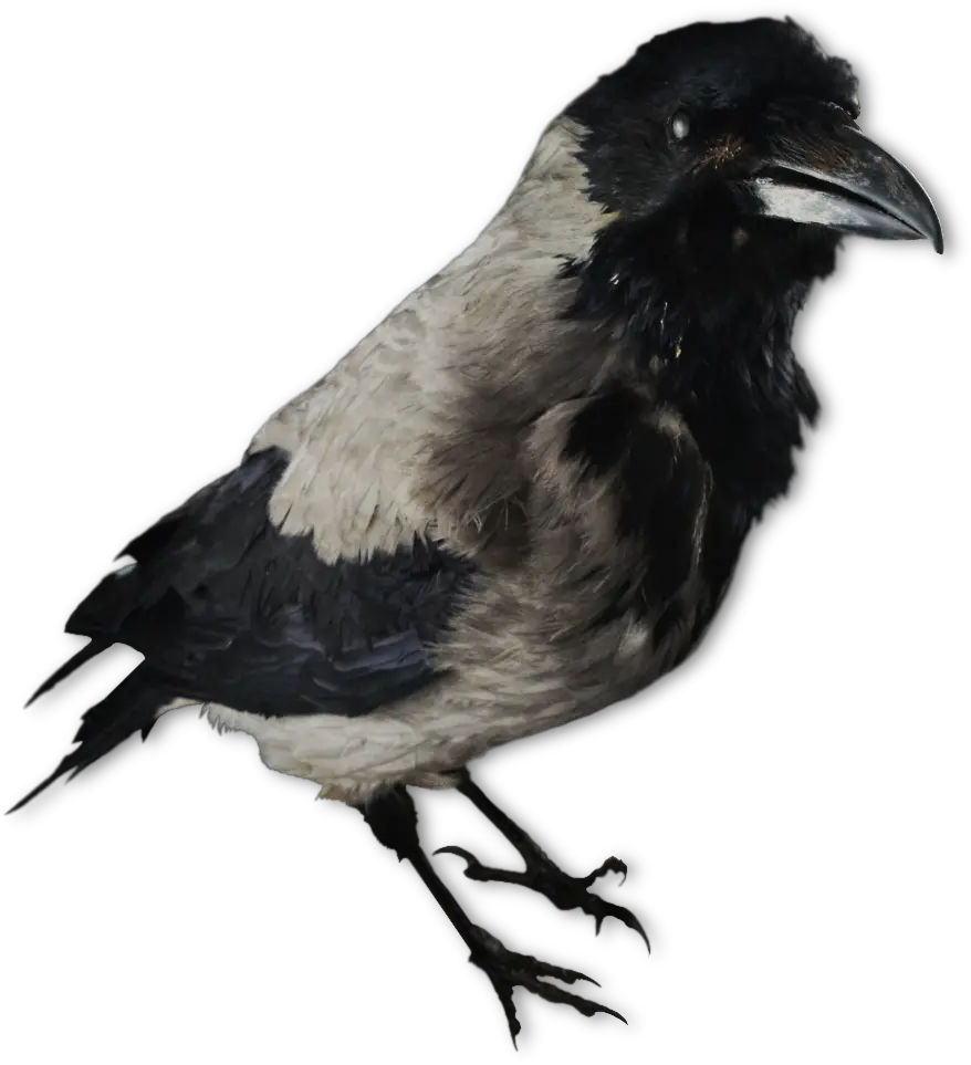 American Crow Transparent Png Crow Decoy Crow Transparent