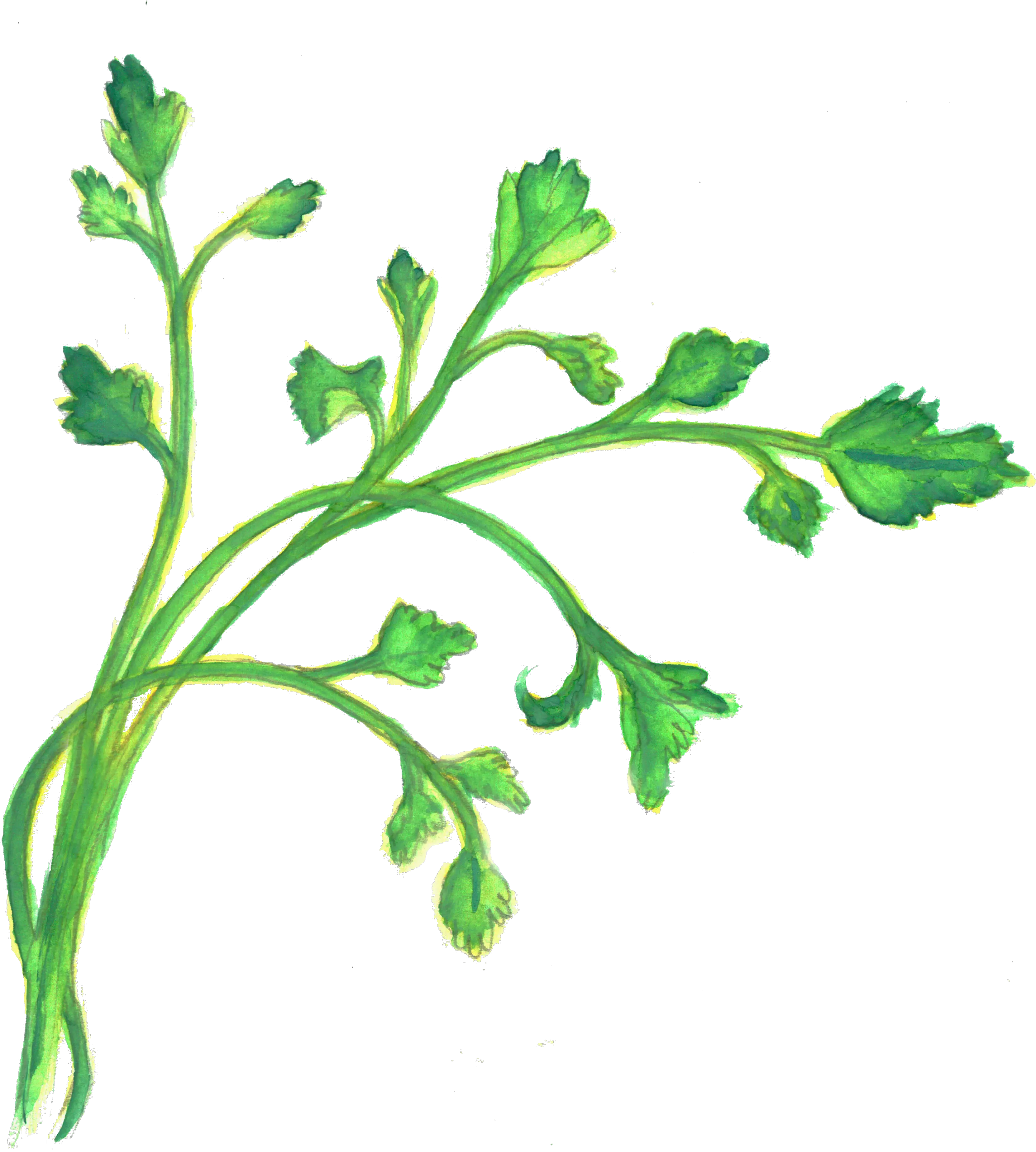 Cilantro North Coast Co Arugula Png Cilantro Png