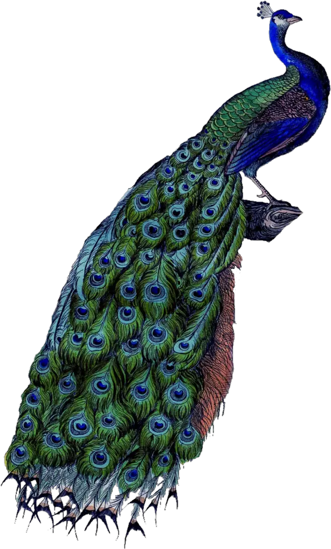 Download Peacockpngtransparentimagestransparent Transparent Background Peacock Png Backgrounds Png