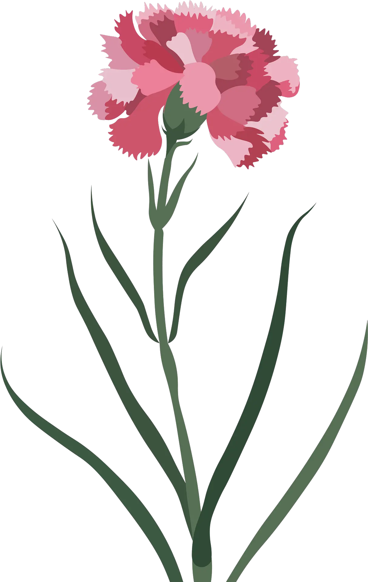 Carnation Flower Clipart Lovely Png Carnation Png