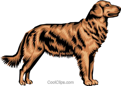 Golden Retriever Royalty Free Vector Golden Retriever Clipart Png Golden Retriever Transparent Background