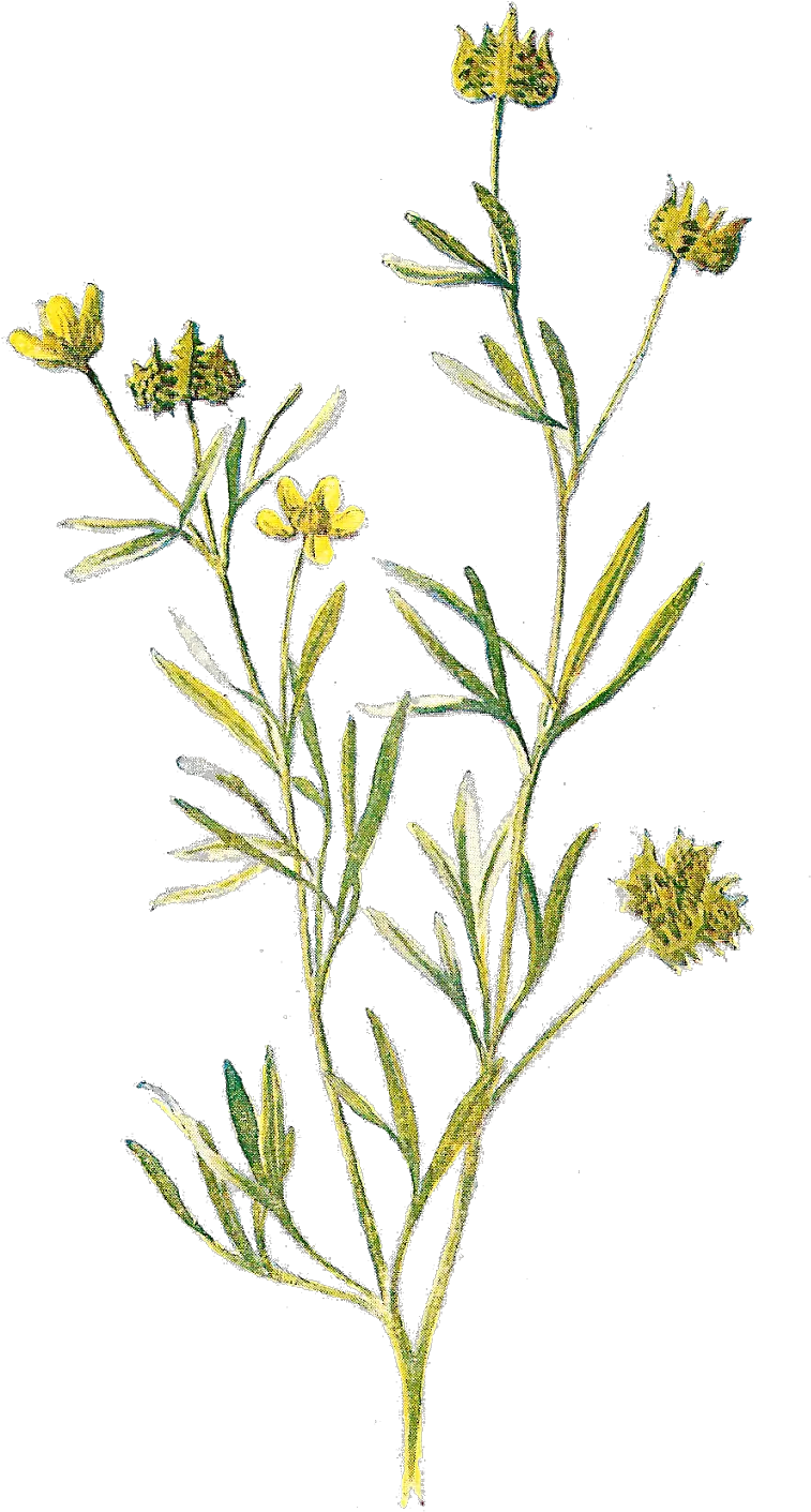 Wildflower Png Image Wildflower Transparent Background Wild Flowers Png