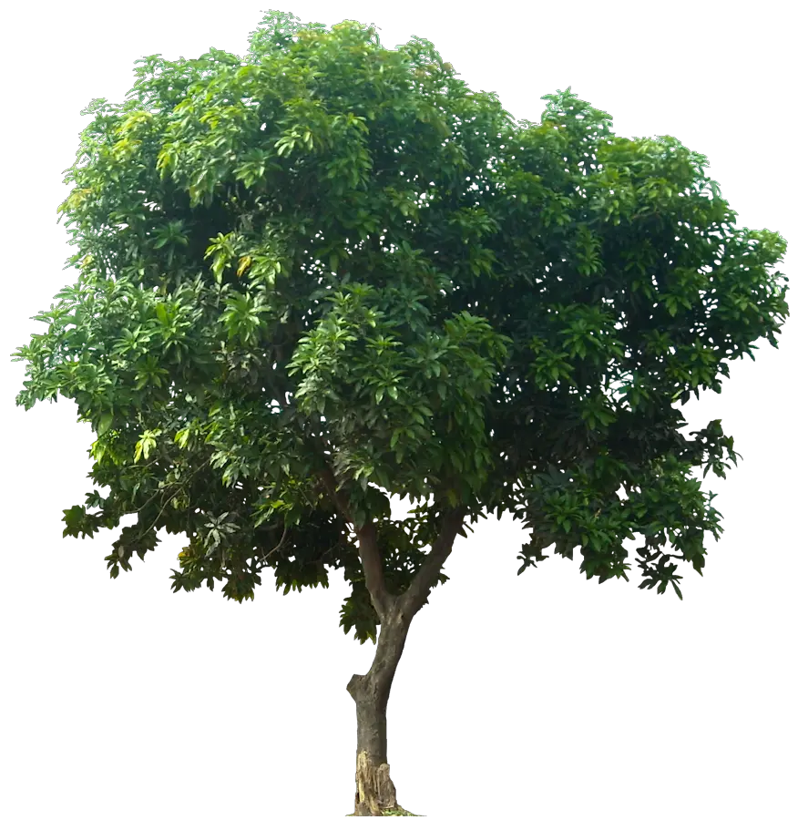 Linden Tree Png