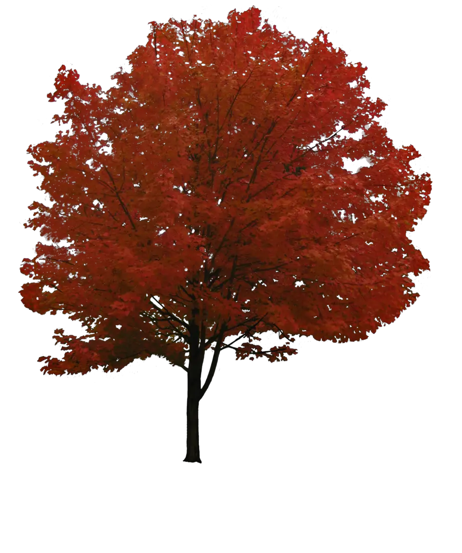 Gulmohar Tree Png