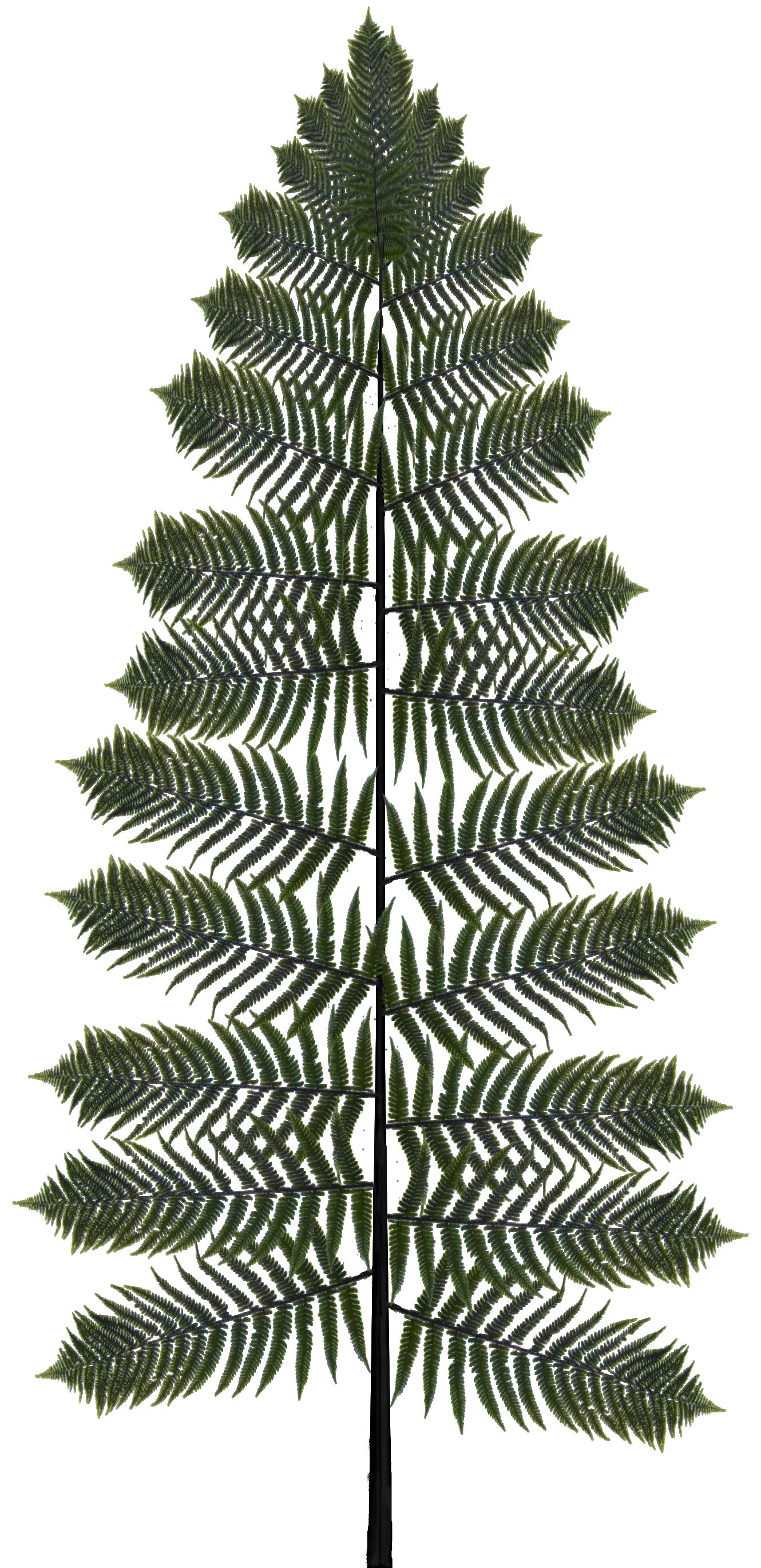 Fern Transparent Png Image Ostrich Fern Fern Png