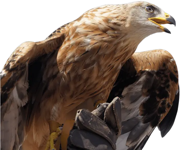 Golden Eagle Transparent Png Golden Eagle Png Eagle Transparent Background