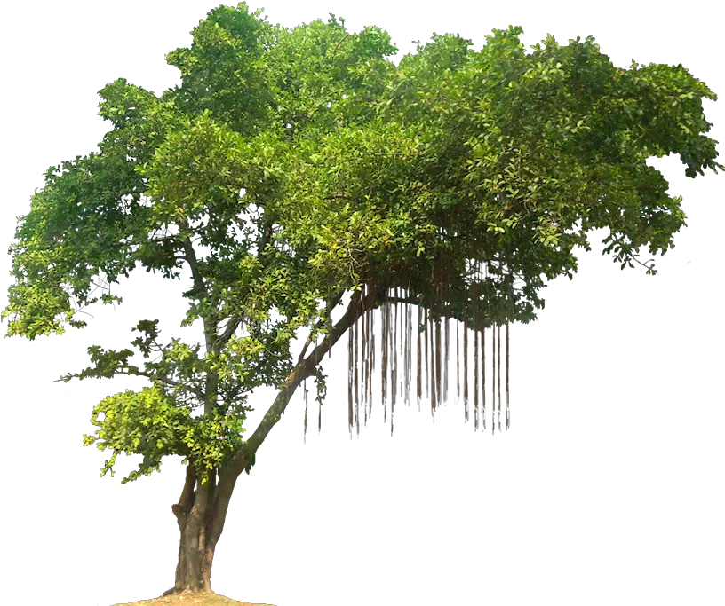 Tree With Branches Png