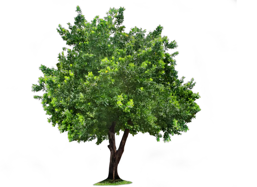 Tree With Fruits Png