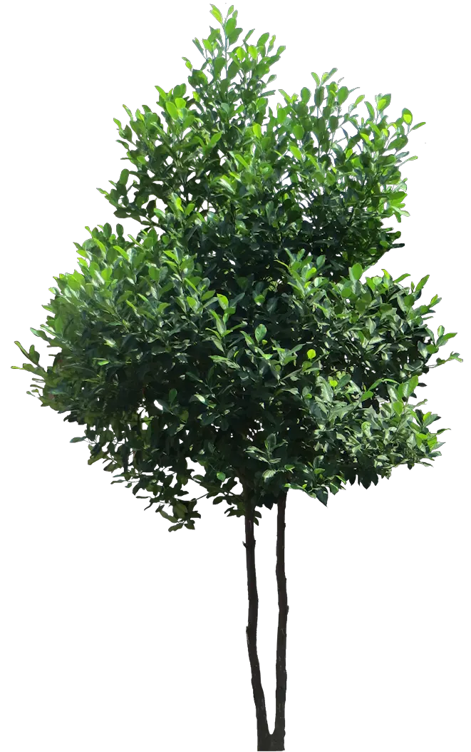 Rubber Tree Png