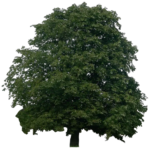 Huge Tree Png