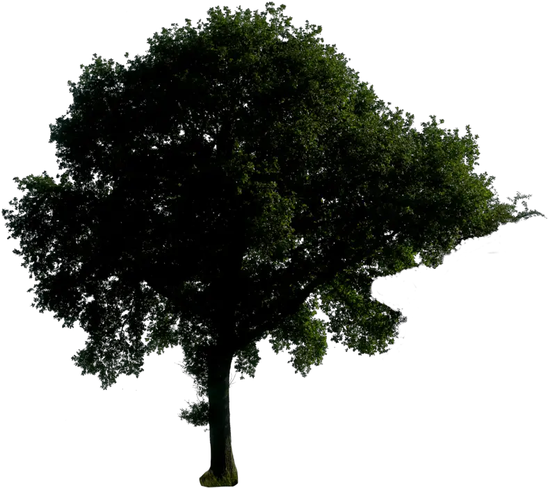 Trees In Png Format