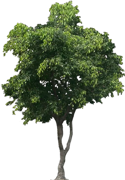 Tree Birds Eye View Png