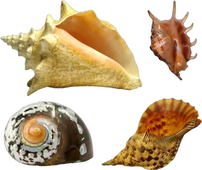 Download Seashell Png Sea Shell Png Image With No Sea Shell Sea Shell Png