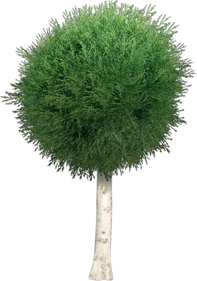 Tree Patti Png