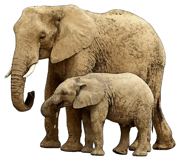 Download Baby Elephant Png Image With Elephant And Baby Png Elephant Transparent Background