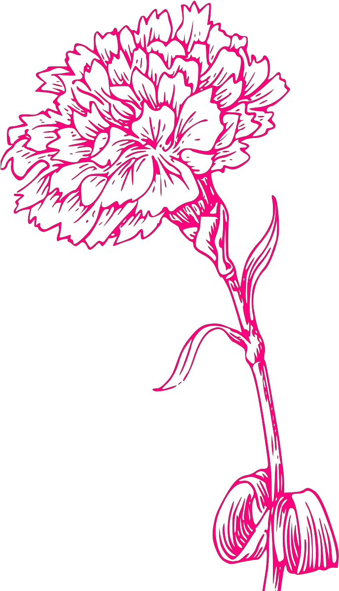 Pink Carnation Sketch Svg Vector Clip Carnation Tattoo Designs Png Carnation Png