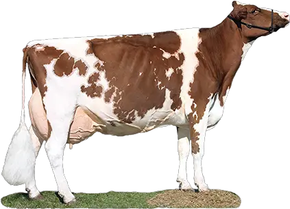 Dairy Cow Transparent Images Png Arts Red And White Dairy Breed Cow Transparent