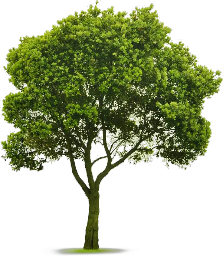 Indoor Tree Png