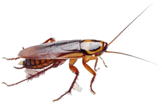 Download Cockroach Brown Transparent Png Stickpng Imagenes De Cucarachas En Png Cockroach Png