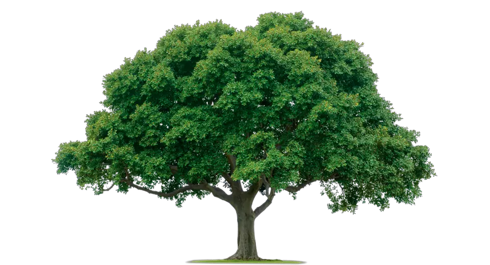 Mango Tree Clipart Png