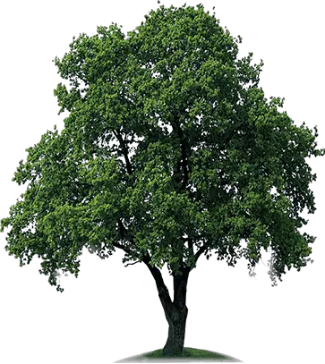 Tree Png