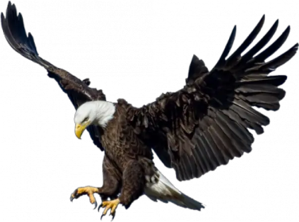 Bald Eagle Png Picture All Eagle Images For Editing Bald Head Png