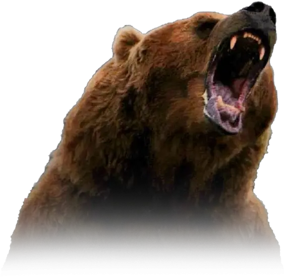 Svg Library Download Transparent Bear Grizzly Bear Png Grizzly Bear Png