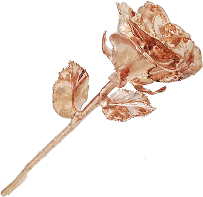 Full Rose Gold Plated Rose Png Rose Transparent