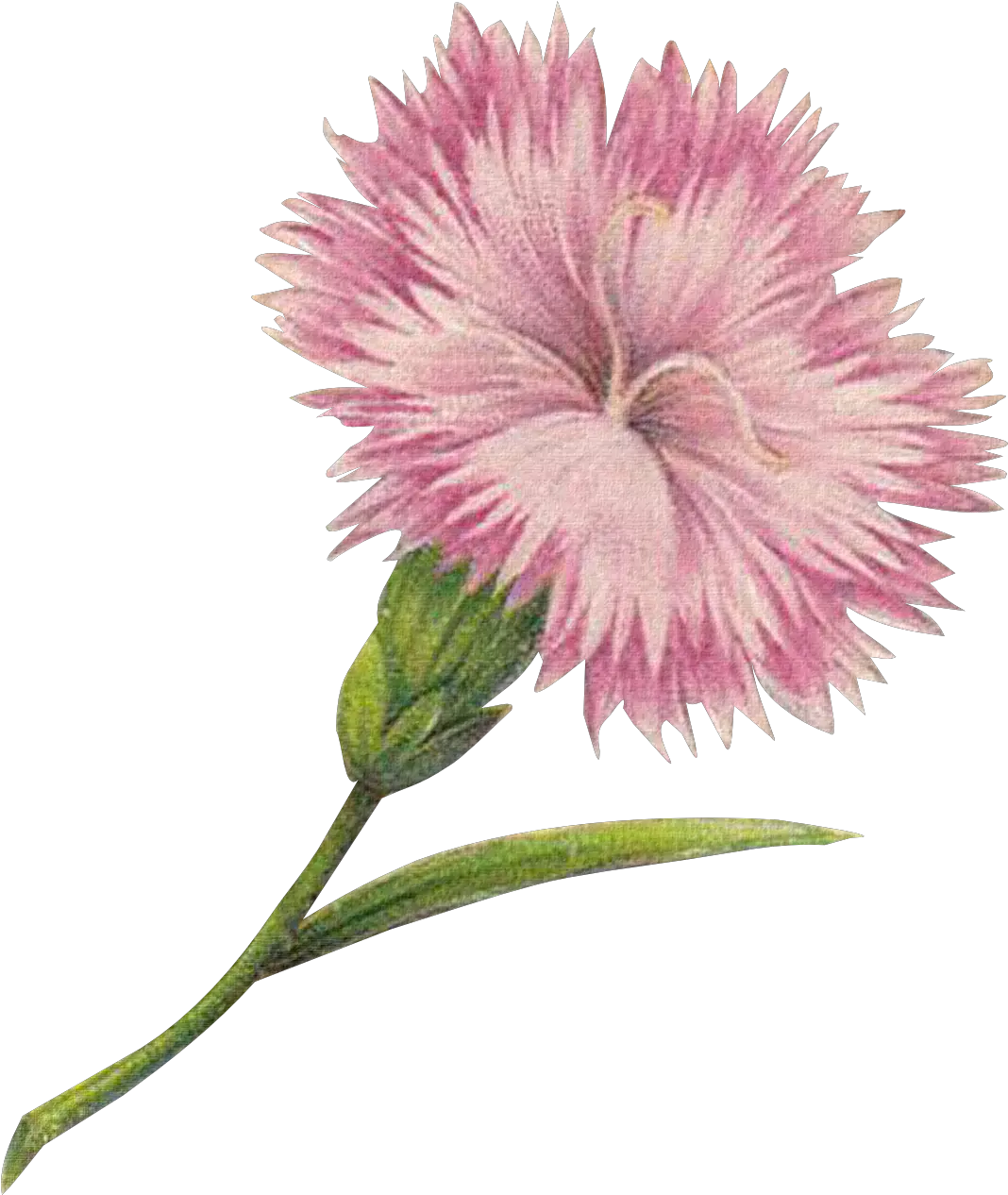 Download Hd Free Graphics Tall Flowers Carnation Png Carnation Png