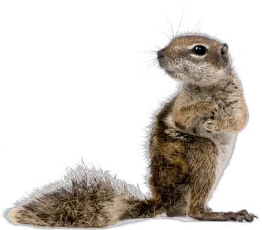 Baby Squirrel Transparent Background Ground Squirrel Png Squirrel Transparent Background