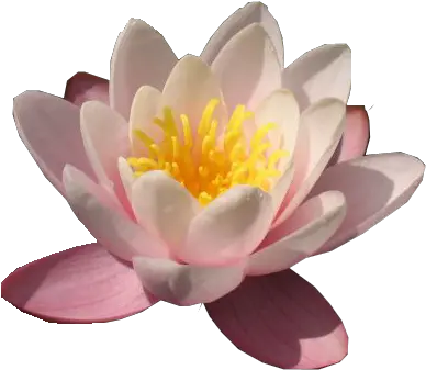 Water Lily Png Transparent Images Water Lily Png Lily Transparent Background