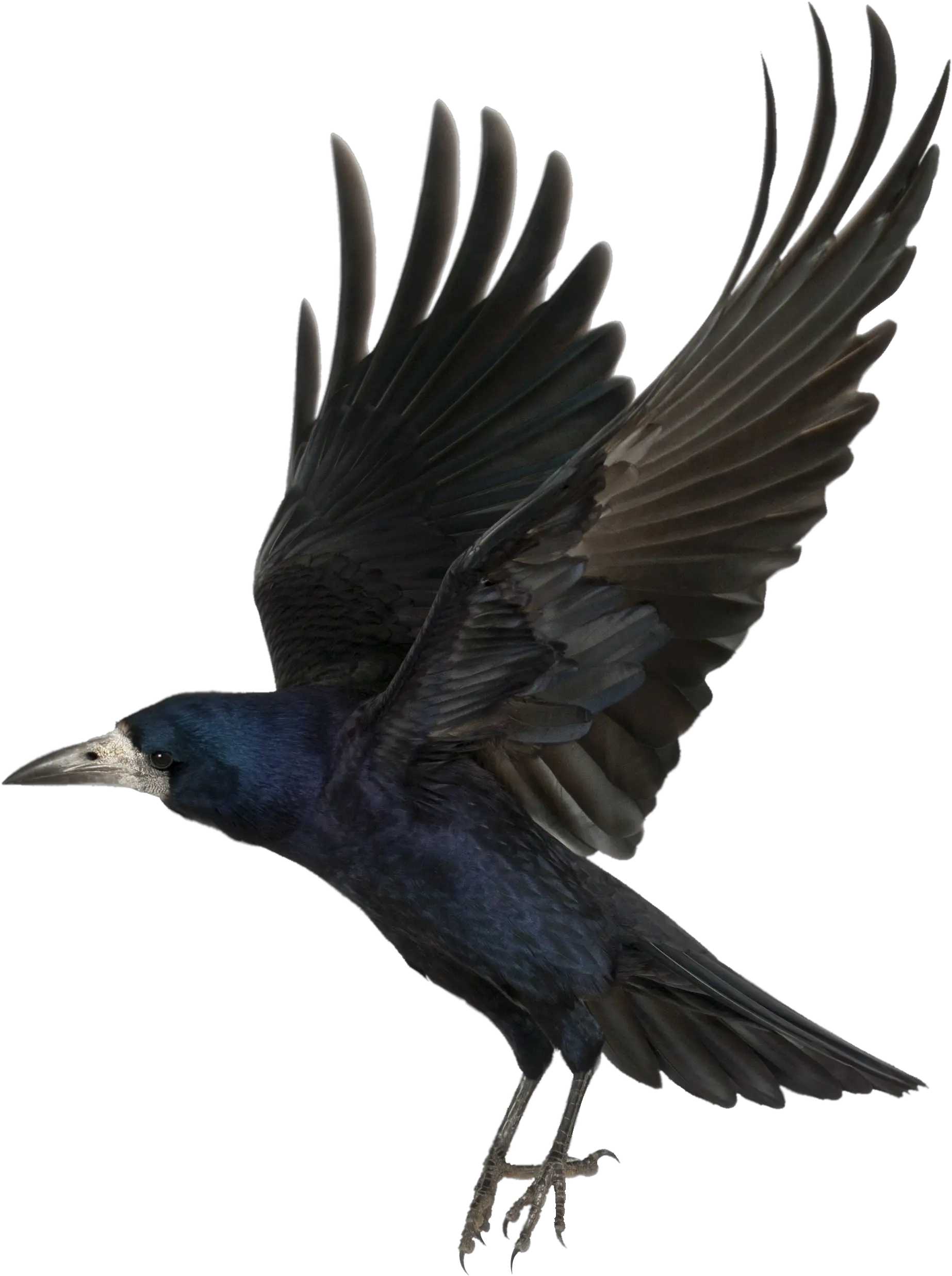 Png Flying Crow Crow Transparent