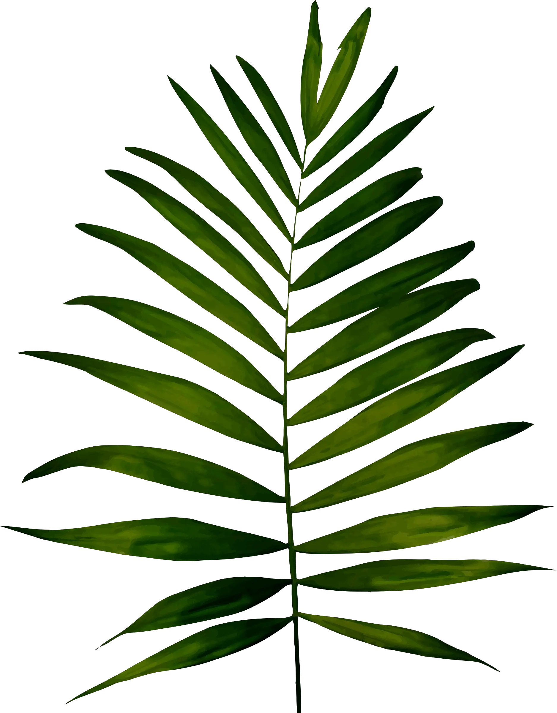 Download Hd Big Image Png Clip Art Fern Leaf Fern Png