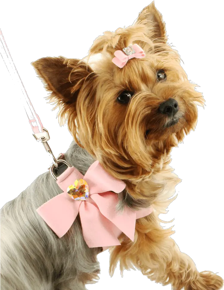 Dog Png Image Picture Download Dogs Little Dog Png Dogs Png