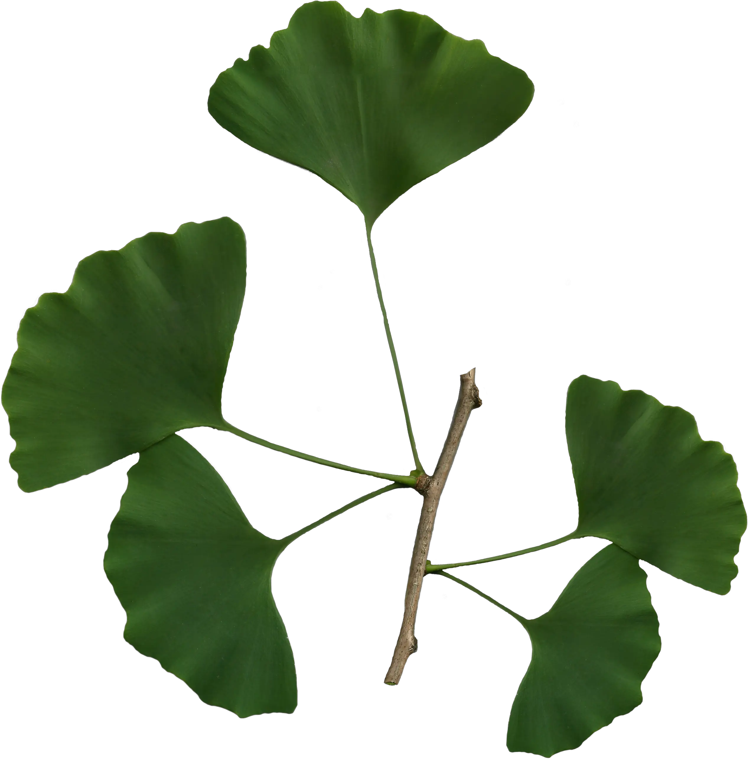 Ginkgo Biloba Leaf Png Ginkgo Biloba Leaf Png Leaves Png