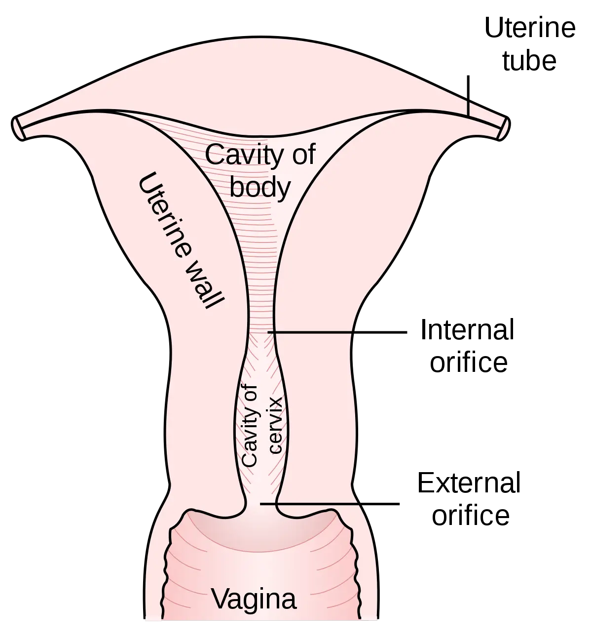 Filegray1167svg Wikimedia Commons Internal And External Os Png Vagina Png