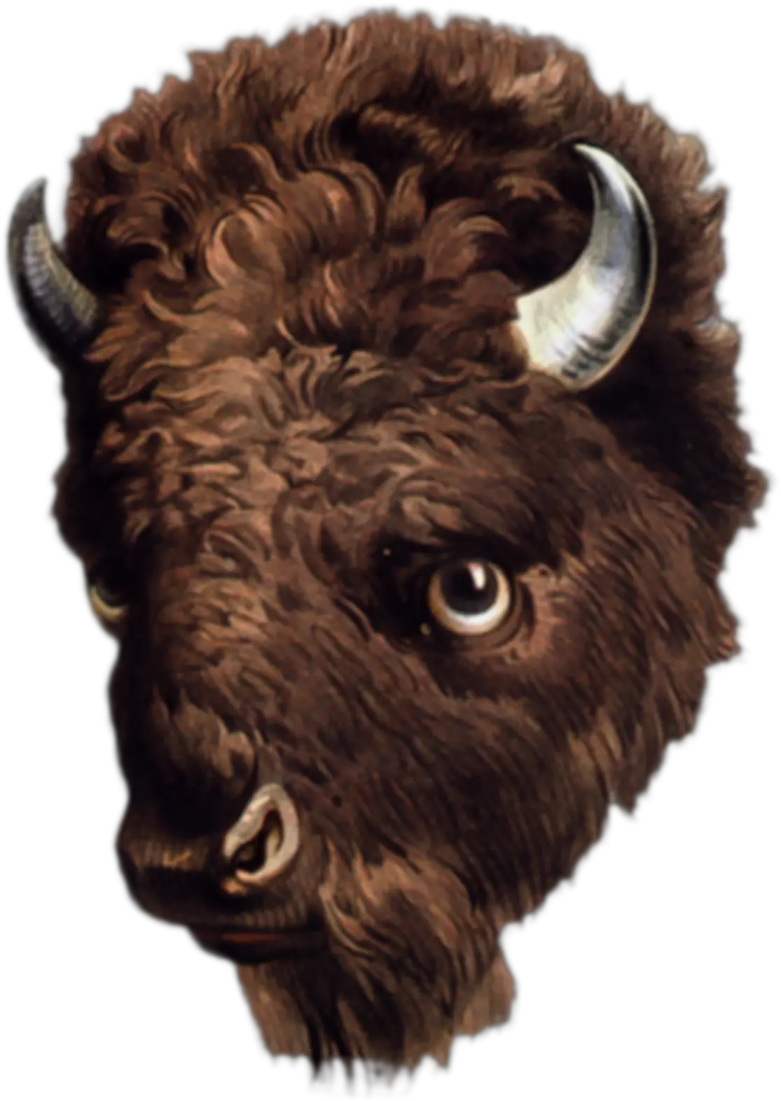 Buffalo Face Clipart Png Png Bison Head Bison Png