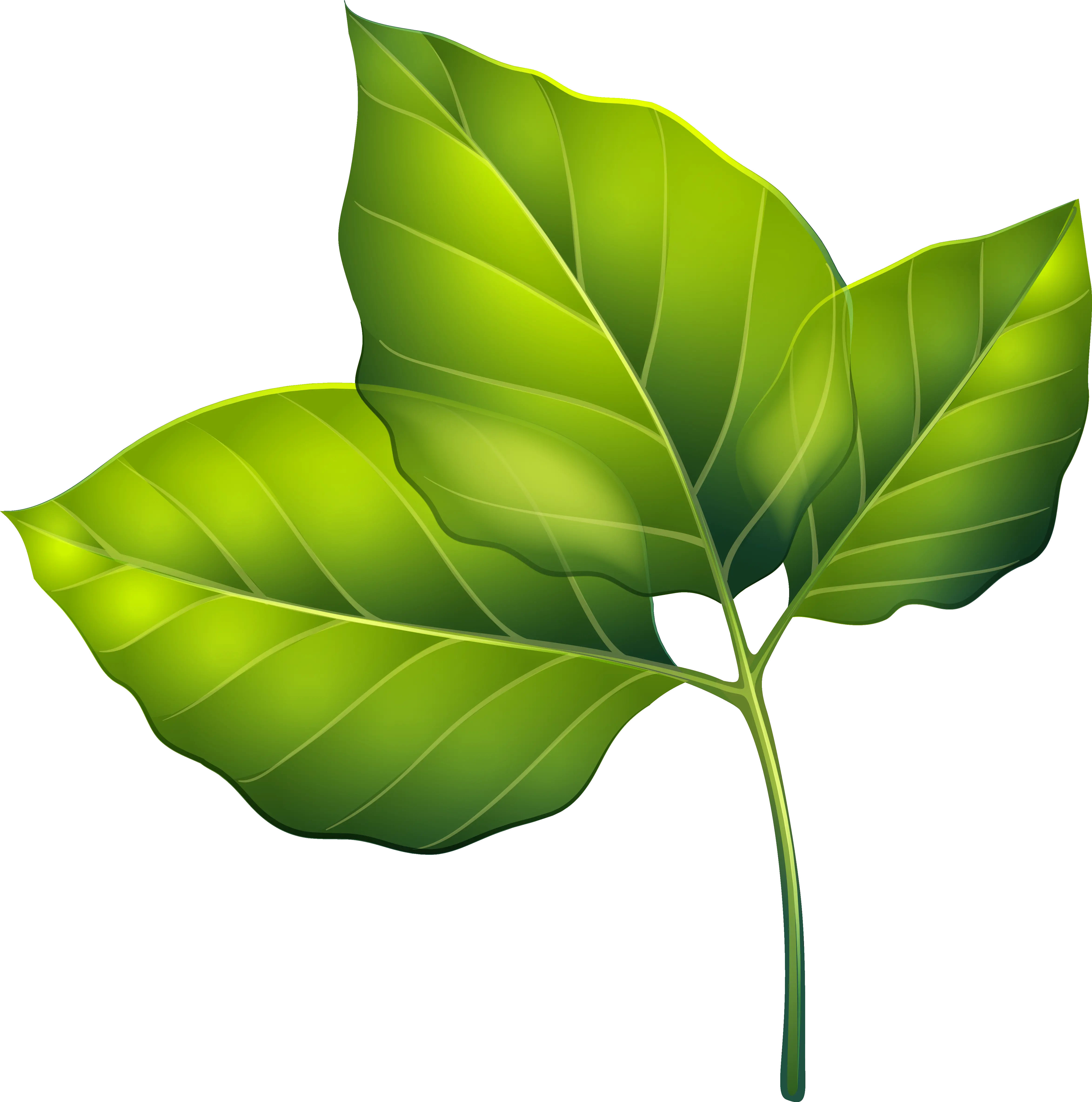 Flower With Leaf Png Free Files Green Leaves Clipart Leaves Clipart Png