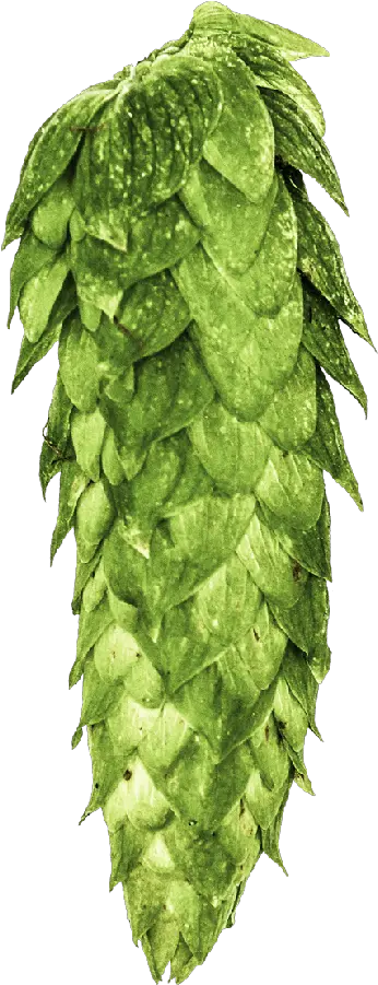 Fresh Hop Ale Festival Png Hops