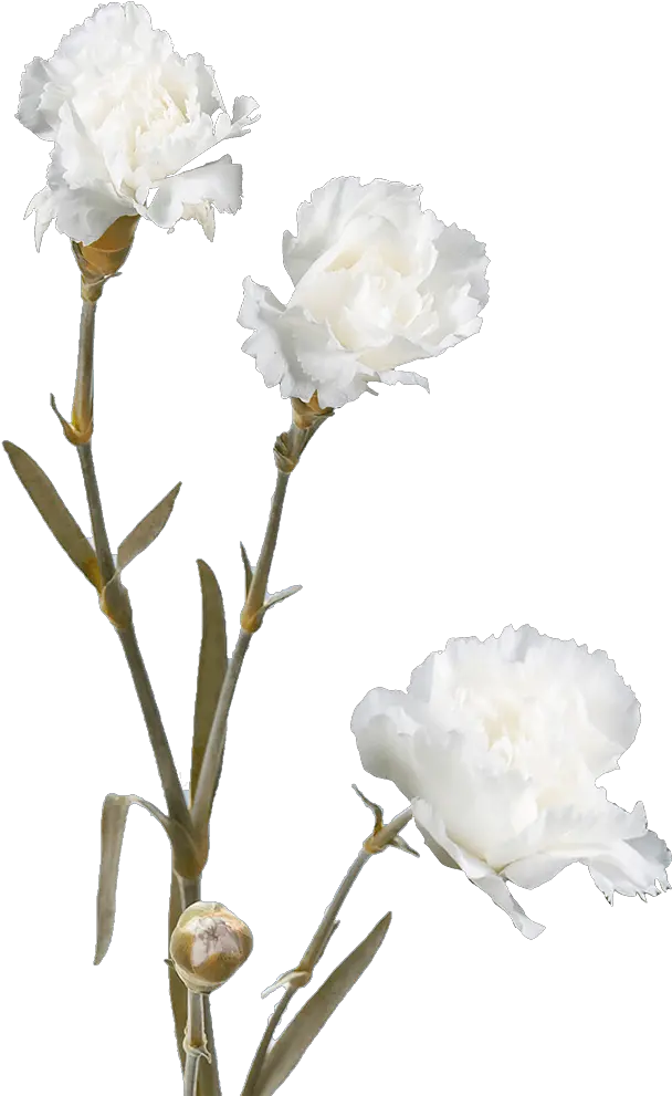 Cheap White Spray Carnation Flowers Floribunda Png Carnation Png