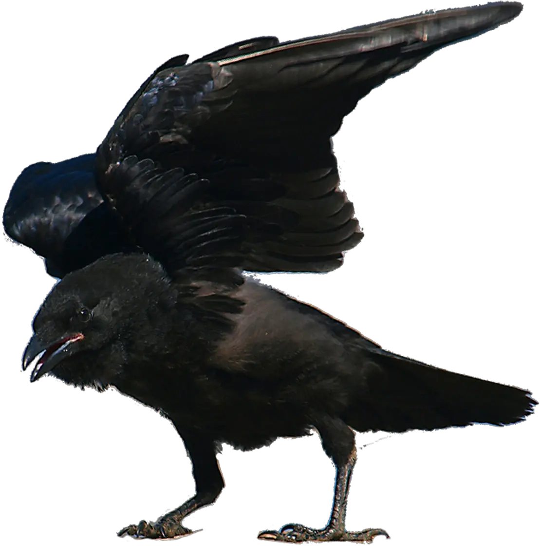 Free Transparent Raven Pub Png