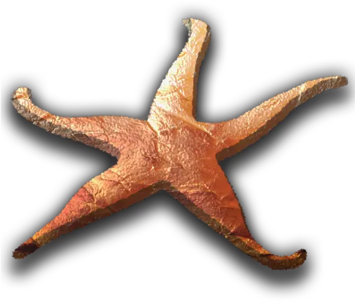 Beer Wine Cocktails Food Starfish Png Sea Star Icon