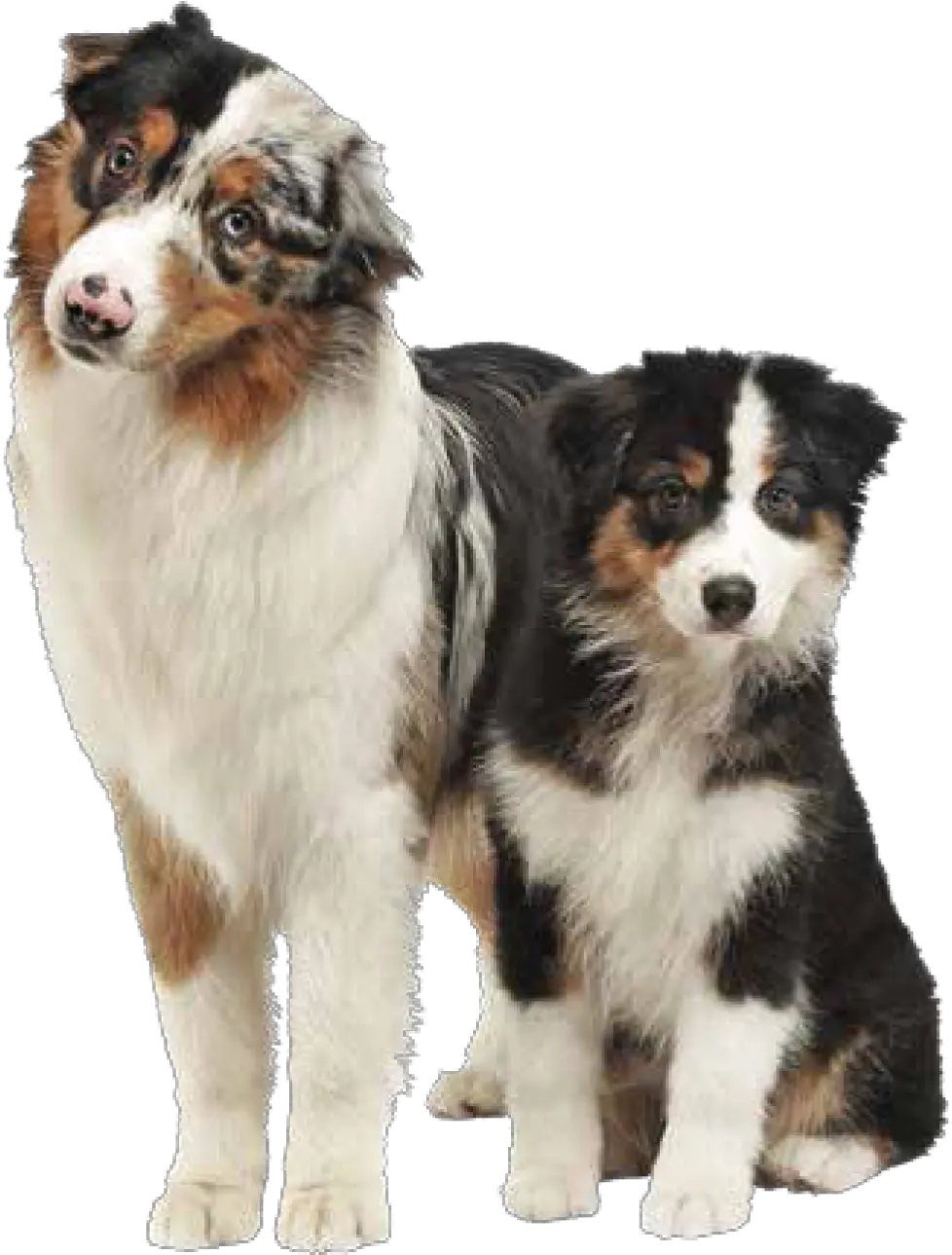 Mountain Dog Food Australian Shepherd Bernese Mountain Dog Png Dogs Transparent