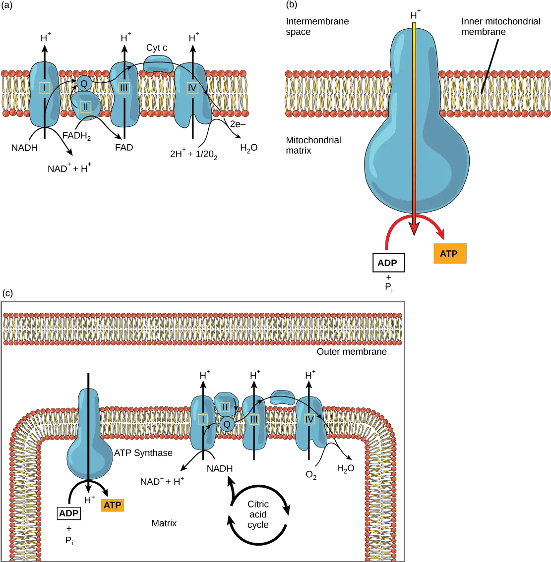 43 Citric Acid Cycle And Oxidative Phosphorylation Png Mitochondria