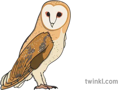 Barn Owl Calouro Ver 1 Illustration Soft Png Barn Owl Icon