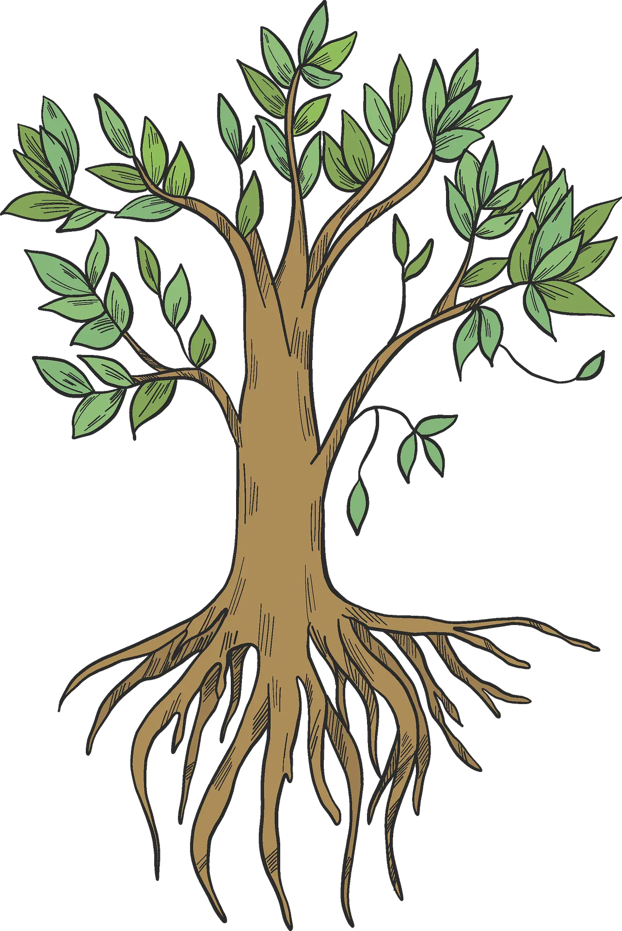 Clipart Clip Art Png Roots Png