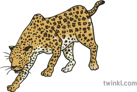 African Leopard Illustration Leopard Math Clipart Free Png Leopard Png